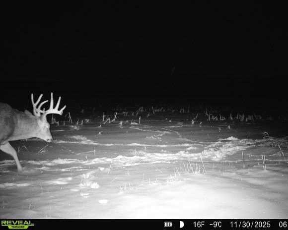 Listing Photo: Buchanan-County-Iowa-Deer